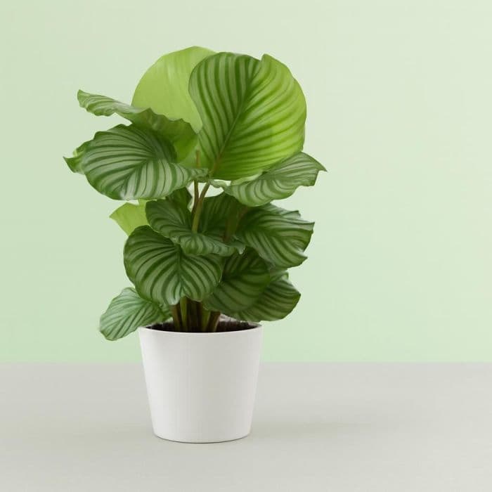 Calathea Orbifolia