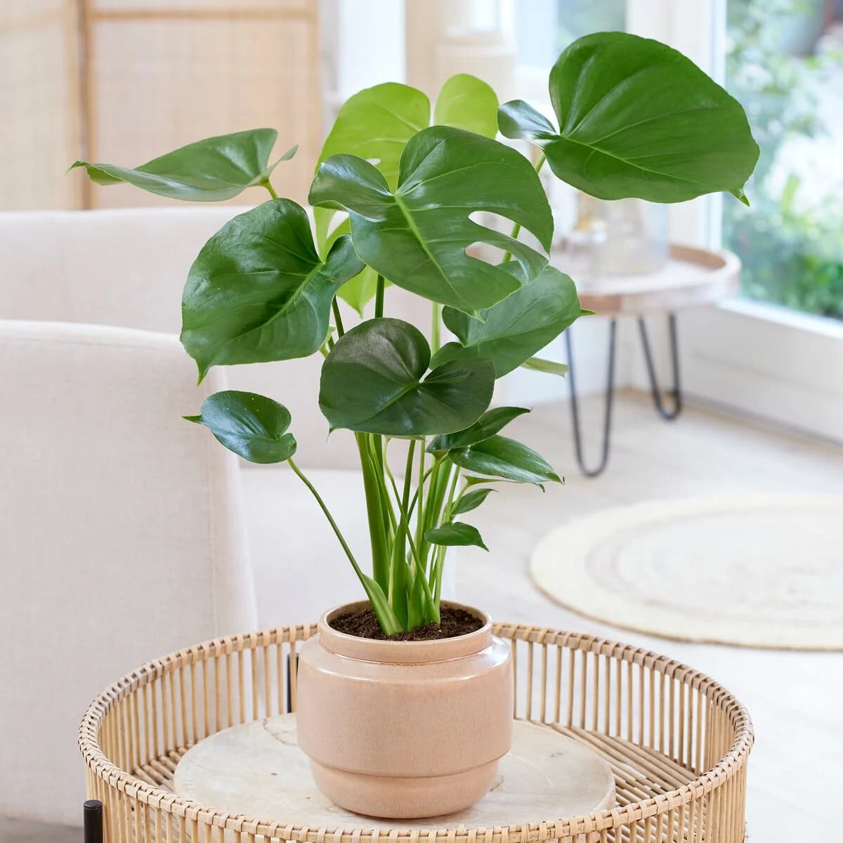 Monstera Deliciosa