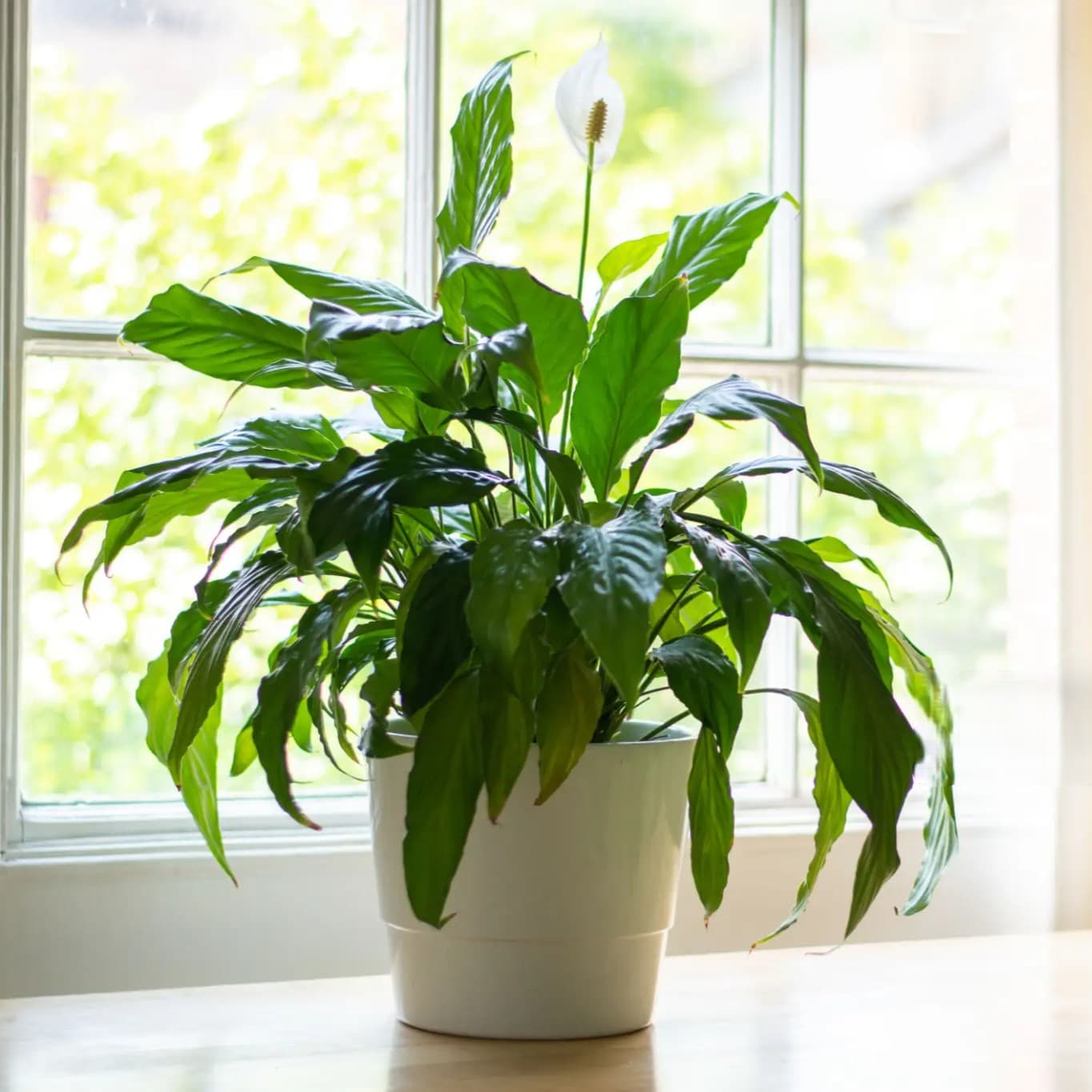 Peace Lily