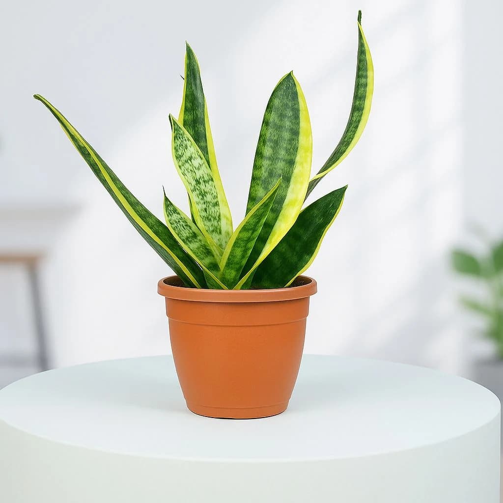 Snake Plant