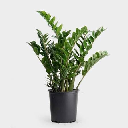 ZZ Plant